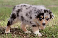 Blue Merle male 5, a male Australian Shepherd for sale in Poth, TX – Photo 3 of 5