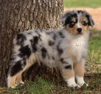 Blue Merle male 5, a male Australian Shepherd for sale in Poth, TX – Photo 5 of 5