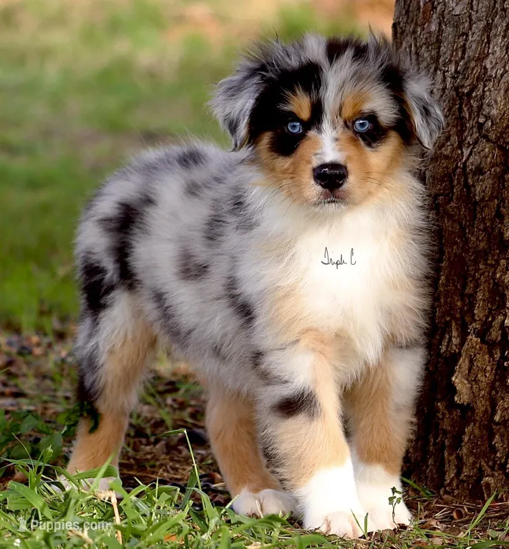 Blue Merle male 5, a male Australian Shepherd for sale in Poth, TX – Photo 1 of 5