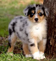 Blue Merle male 5, a male Australian Shepherd for sale in Poth, TX – Photo 1 of 5