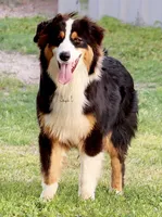 Black Tri Male, a male Australian Shepherd for sale in Poth, TX – 3 of 10