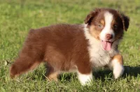 Red Tri Female, a female Australian Shepherd for sale in Poth, TX – 9 of 9