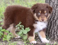Red Tri Male 3, a male Australian Shepherd for sale in Poth, TX – 2 of 6