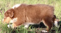 Red Tri Female, a female Australian Shepherd for sale in Poth, TX – 3 of 9