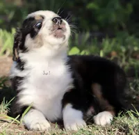 Black Tri Male 4, a male Australian Shepherd for sale in Poth, TX – 4 of 7