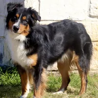 Sitka, a male Australian Shepherd for sale in Poth, TX – Photo 1 of 8