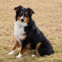 Sitka, a male Australian Shepherd for sale in Poth, TX – Photo 7 of 8