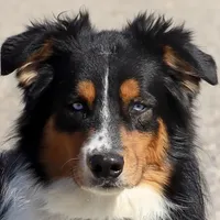 Sitka, a male Australian Shepherd for sale in Poth, TX – Photo 2 of 8