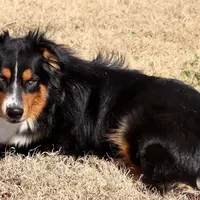 Sitka, a male Australian Shepherd for sale in Poth, TX – Photo 5 of 8