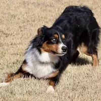 Sitka, a male Australian Shepherd for sale in Poth, TX – Photo 3 of 8