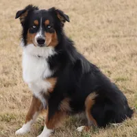 Sitka, a male Australian Shepherd for sale in Poth, TX – Photo 4 of 8