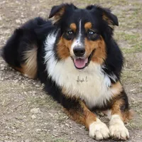 Sitka, a male Australian Shepherd for sale in Poth, TX – Photo 6 of 8