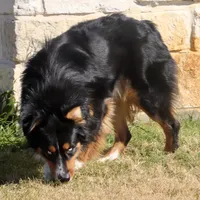 Sitka, a male Australian Shepherd for sale in Poth, TX – Photo 8 of 8