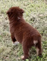 Red Tri Male 3, a male Australian Shepherd for sale in Poth, TX – 6 of 6