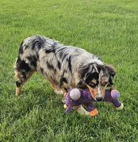 Ace, a male Australian Shepherd for sale in Poth, TX – 2 of 7