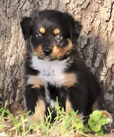 Black Tri Male 3, a male Australian Shepherd for sale in Poth, TX – 4 of 7