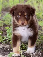 Red Tri Male 3, a male Australian Shepherd for sale in Poth, TX – 4 of 6