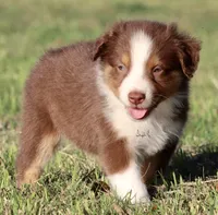 Red Tri Female, a female Australian Shepherd for sale in Poth, TX – 8 of 9