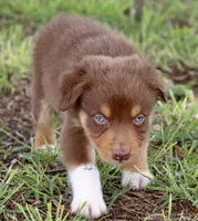 Red Tri Male 2, a male Australian Shepherd for sale in Poth, TX – 2 of 7