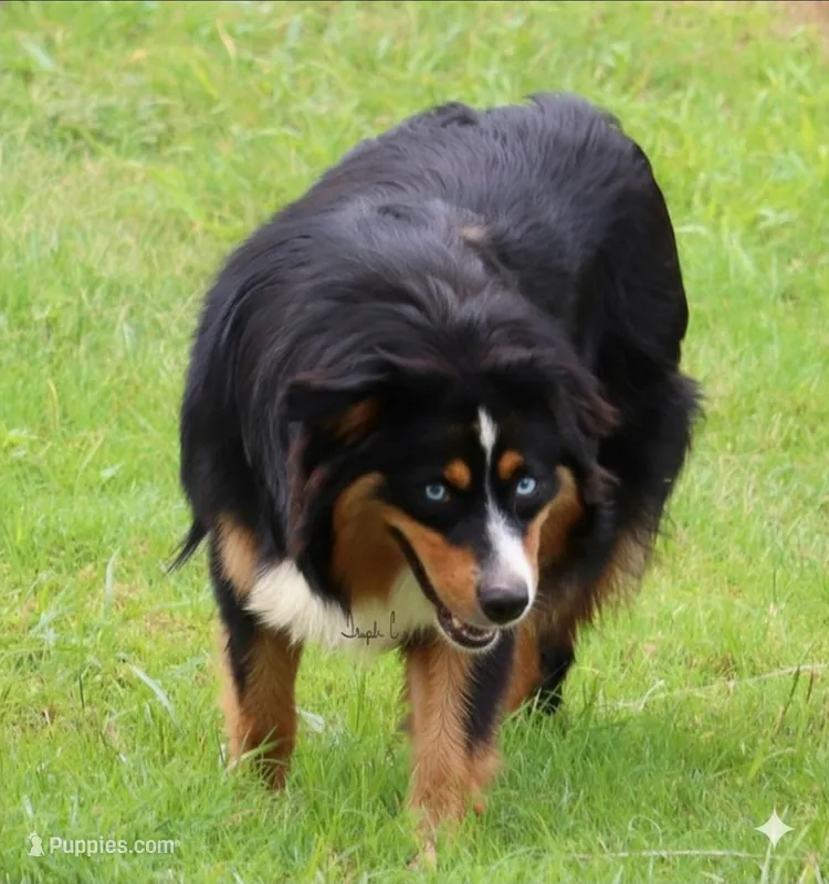 Black Tri Female 1 – Australian Shepherd puppy for sale in Poth, TX