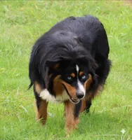 Black Tri Female 1, a female Australian Shepherd for sale in Poth, TX – 1 of 8