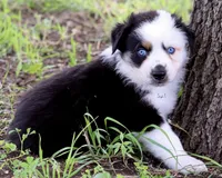 BTM, a male Australian Shepherd for sale in Poth, TX – 6 of 8