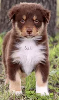 Red Tri Male 3, a male Australian Shepherd for sale in Poth, TX – 1 of 6