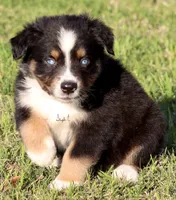 Black Tri Male 2, a male Australian Shepherd for sale in Poth, TX – 3 of 7