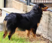 Black Tri Female 1, a female Australian Shepherd for sale in Poth, TX – 2 of 8