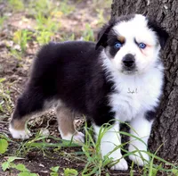 BTM, a male Australian Shepherd for sale in Poth, TX – 8 of 8