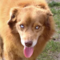 Remington, a male Miniature American Shepherd for sale in Poth, TX – Photo 1 of 5