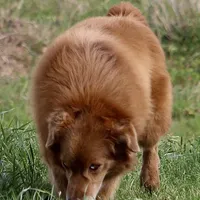 Remington, a male Miniature American Shepherd for sale in Poth, TX – Photo 3 of 5