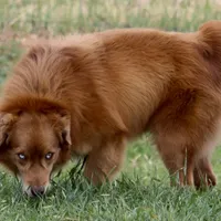 Remington, a male Miniature American Shepherd for sale in Poth, TX – Photo 5 of 5