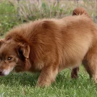 Remington, a male Miniature American Shepherd for sale in Poth, TX – Photo 2 of 5