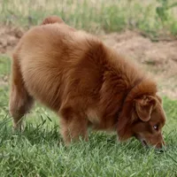 Remington, a male Miniature American Shepherd for sale in Poth, TX – Photo 4 of 5