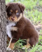 Red Tri Male, a male Australian Shepherd for sale in Poth, TX – 2 of 6