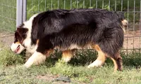 Black Tri Male, a male Australian Shepherd for sale in Poth, TX – 7 of 10