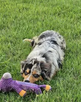 Ace, a male Australian Shepherd for sale in Poth, TX – 5 of 7