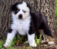 BTM, a male Australian Shepherd for sale in Poth, TX – 3 of 8