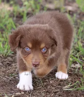 Red Tri Male 2, a male Australian Shepherd for sale in Poth, TX – 7 of 7
