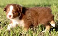Red Tri Female, a female Australian Shepherd for sale in Poth, TX – 4 of 9