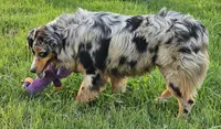 Ace, a male Australian Shepherd for sale in Poth, TX – 4 of 7