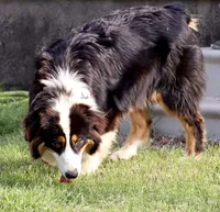 Black Tri Male, a male Australian Shepherd for sale in Poth, TX – 6 of 10