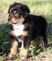 Black Tri Male 3, a male Australian Shepherd for sale in Poth, TX – 6 of 7