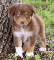 Red Tri Male 2, a male Australian Shepherd for sale in Poth, TX – 6 of 7