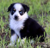 Black Tri Male 4, a male Australian Shepherd for sale in Poth, TX – 6 of 7