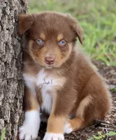 Red Tri Male 2, a male Australian Shepherd for sale in Poth, TX – 3 of 7