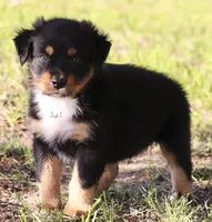 Black Tri Male 3, a male Australian Shepherd for sale in Poth, TX – 2 of 7