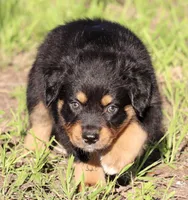 Black Tri Male 3, a male Australian Shepherd for sale in Poth, TX – 3 of 7