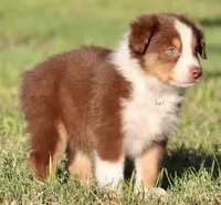 Red Tri Female, a female Australian Shepherd for sale in Poth, TX – 2 of 9